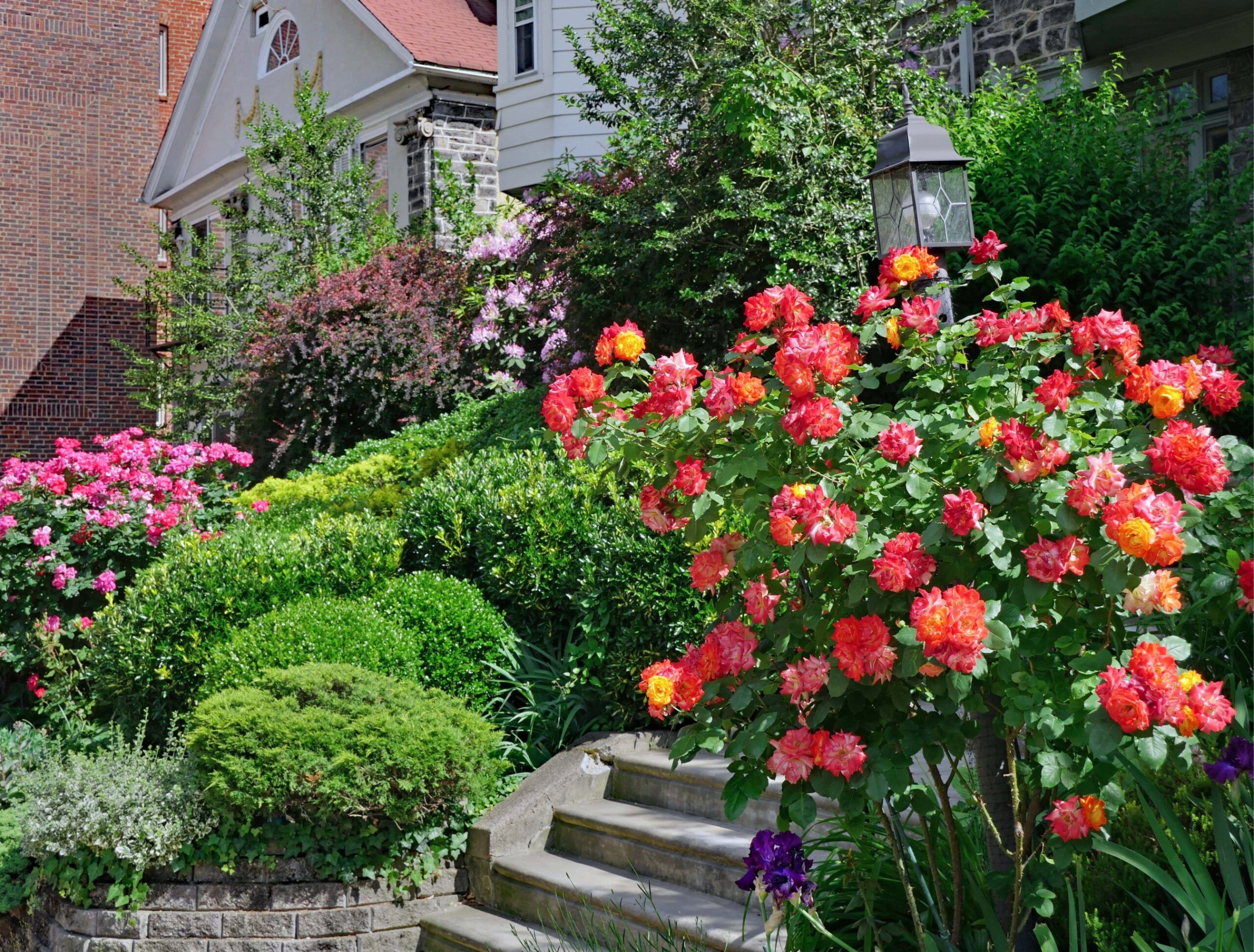backyard rose garden designs Bulan 5  Stunning Rose Garden Ideas & Design Tips  Tilly Design